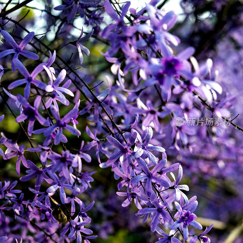 紫皇后花环(Petrea volubilis)开花藤蔓